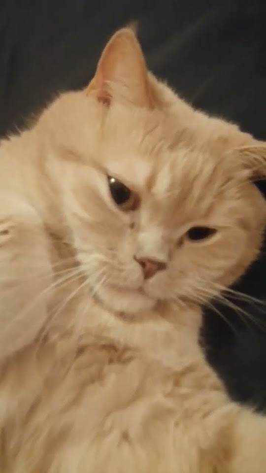 Золотой котенок #котики #cat #кот #юмор #прикол #кошки #котэ #рофл # ...