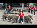 REWIND TIMELAPSE -- 3 Years Buy Lots of Piglets To Raise - Selling Many Big Wild Pigs, 120kg Each