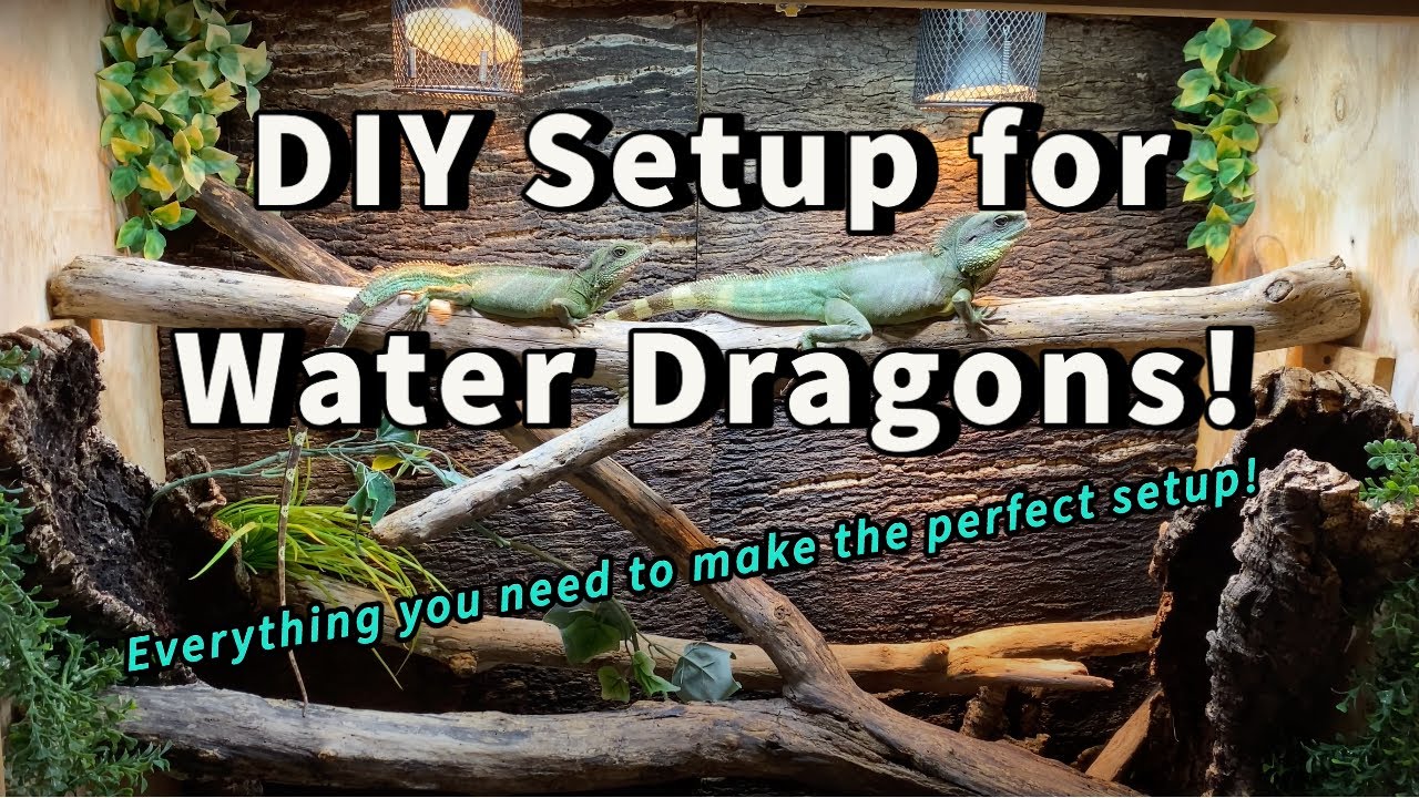 DIY Chinese Water Dragon Setup YouTube