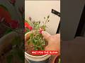 Rose Bud to Full Bloom 🌹 | Nature’s Magic #shorts #plants #garden #fyp #viral