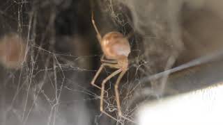 Shelob&#39;s Dinner ( Brown Widow eats a flying ant).