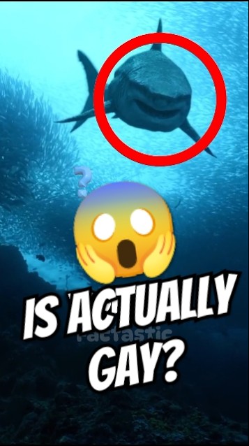 Is Megalodon Actually Real?😱🦈
