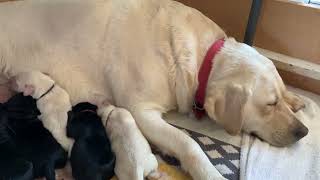 Labrador puppies for sale SC | so adorable!!!