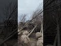 🌳 Липа європейська Палліда 550-560 см/діаметр 160-180см/обхват 30-38см / ком 70 кг 🔥10 000 грн🔥!