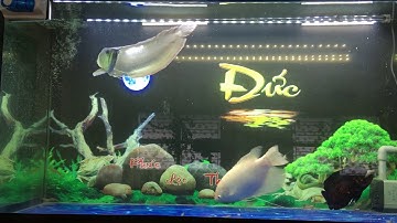 Cho ngân long ăn tôm tươi...và cái kết.....