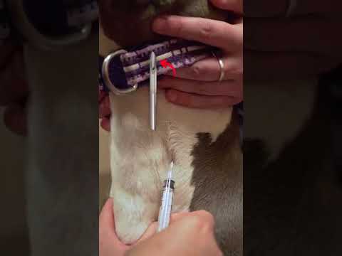 Videó: Petechiális vérzés a kutyákban