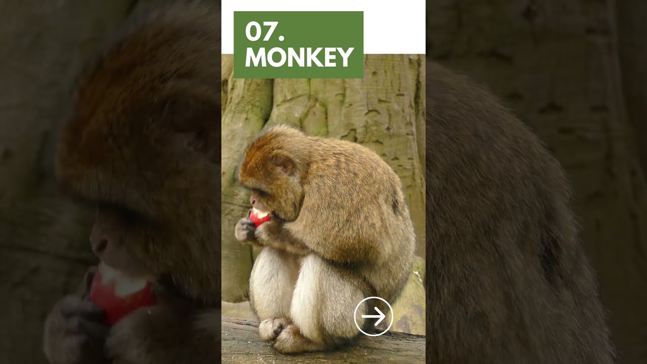 Top 10 Iconic Zoo Animals 