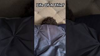 The Life Of A Thief: #shorts