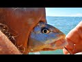 ATENCIÓN SI PESCAS ESTOS PECES, TE PUEDEN LASTIMAR LAS MANOS