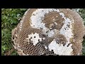 Ground wasp nest removed using delta dust on the swarm