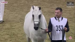 N 353 LAMMAH AL NAIF   12th Qatar National AHS for Individual Owners 2024   Stallions 7  Years Old C