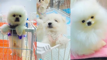 #thúcưng  #chómèohàihước Funniest Cats and Dogs Clip 2025😼🐶Try Not To Laugh😜#1