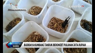 Budidaya Kumbang Tanduk Beromzet Puluhan Juta Rupiah