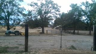 First flight for my pet crow named Forest