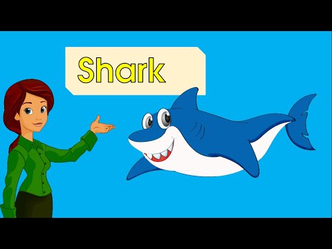 Video Học tiếng anh tên các con vật dưới nước: cá mập, bạch... - youtube