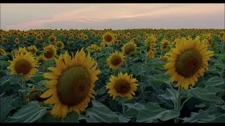 Brian Eno - The Big Ship