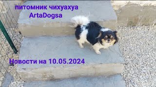 Новости питомника собак чихуахуа ArtaDogsa. #чихуахуа #chihuahua #щенки #миничихуахуа #puppy