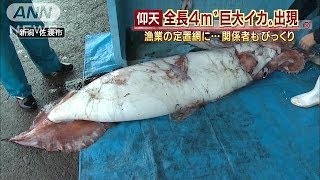 全長4m！生きた「ダイオウイカ」定置網に　新潟(14/01/08)
