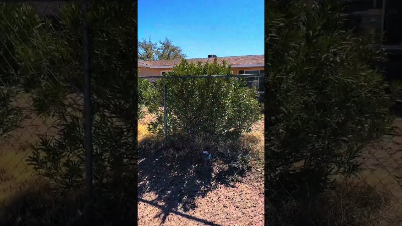 Half-Acre More Space Same Price | Las Cruces Home Builders