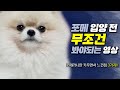 포메라니안 키워보고 느낀 주의할 점 TOP 3 | 포메라니안 털빠짐 Mp3 Song