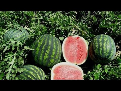 Video: Pucanje voća lubenice - zbog čega se lubenice otvaraju na lozi