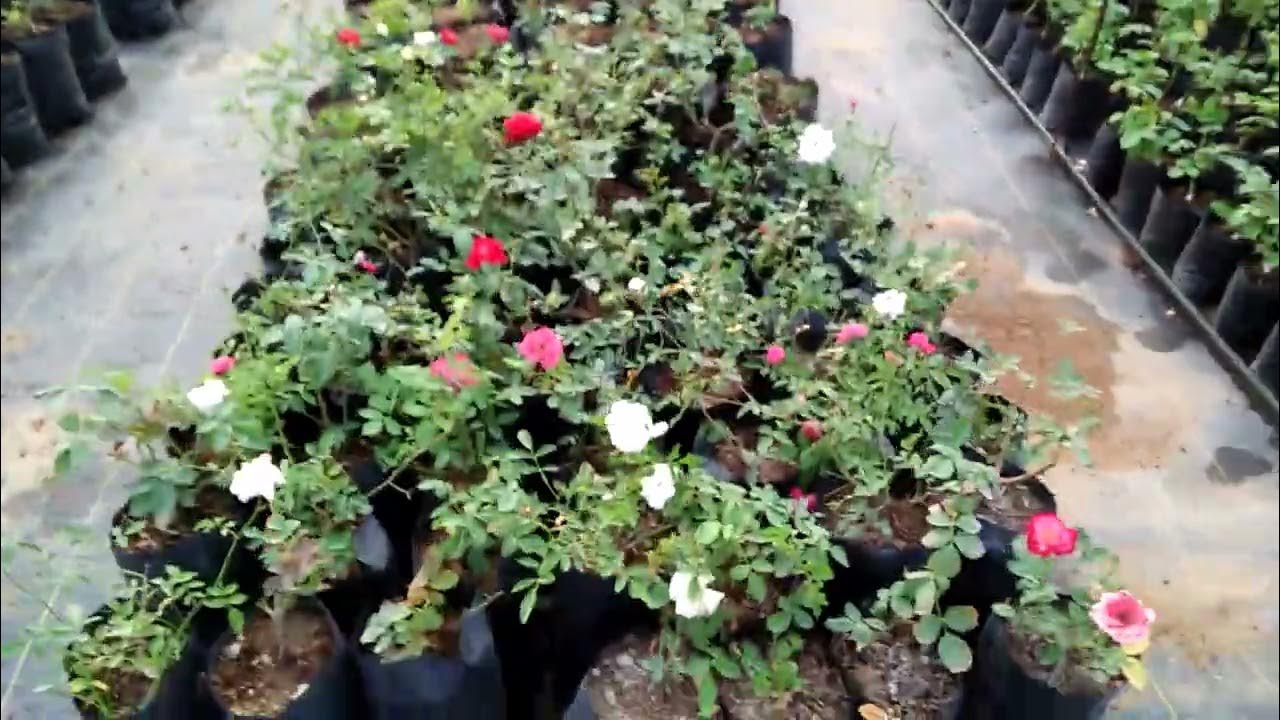 Raipur nursery plant YouTube