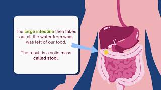 How Our Digestive System Works ?