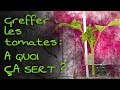 Greffer les tomates   quoi a sert 