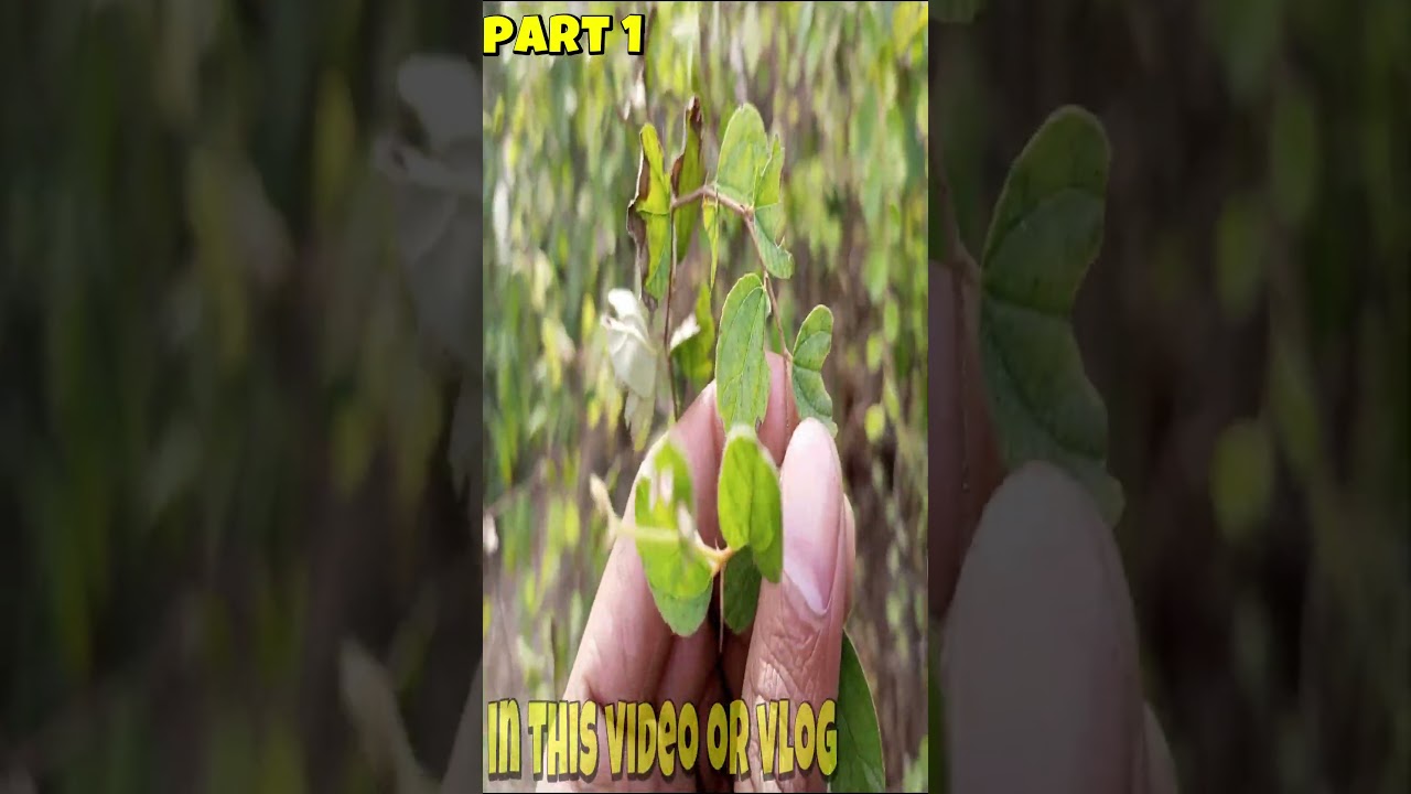 Exploring My Childhood Jungle | Aunty Home Tour Old Mango Tree and Forest Life