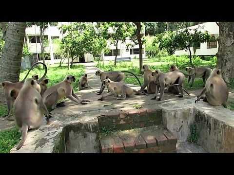 Monkeys Fighting With other groups II Langur Monkey Fight and Sounds