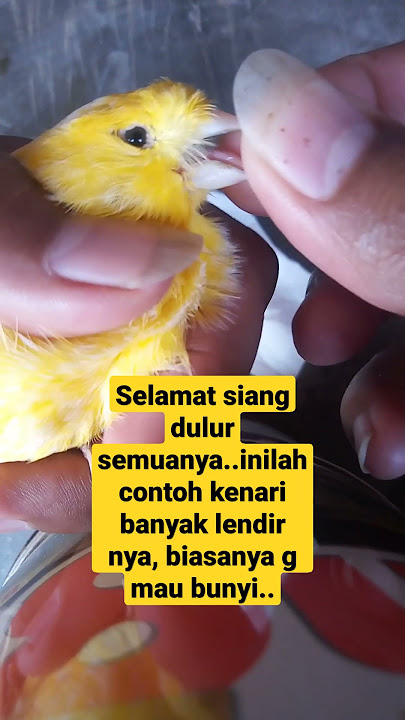 penyakit kenari yg bikin kenari g mau bunyi..