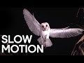 Birds in slow motion  earth unplugged