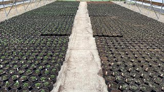 Close to 10,000 Mums are growing for this Fall! #gardening #gardenlandscaping #garden #gardendesign