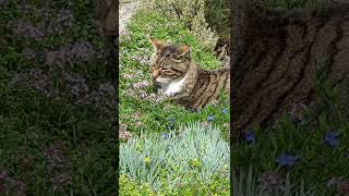 Tigey taking thyme to relax @gardencongregation #shorts