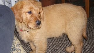Adopting An Older Golden Retriever by Dog training Tips and Tricks 315 views 9 years ago 3 minutes, 29 seconds