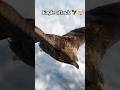 “Cinematic Eagle Hunt ASMR – Sky Dive to Feeding Close-Up”#short#Asmr#AnimalASMR #asmrshort