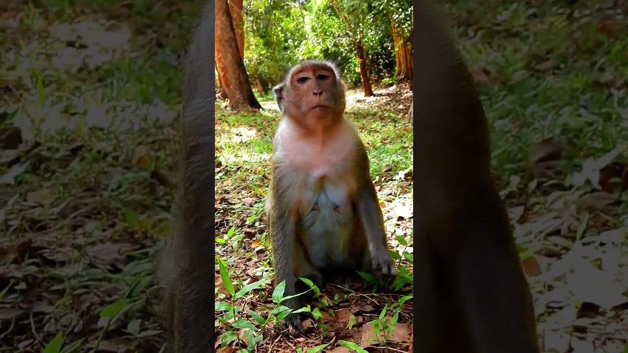 Monkey Grab In Cambodia Good All Monkeys In Khmer 501