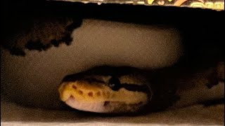 Unboxing Chimera, The Lemon Blast Piebald Ball Python From J5 Reptiles!