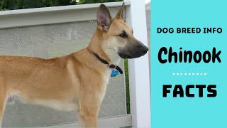 Chinook dog breed. All breed characteristics and facts about Chinook dogs by Dog Breeds 17,054 views 5 years ago 5 minutes, 34 seconds