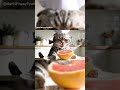 Scottish fold cat eats grapefruit but it tastes sour and delicious 😹