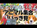 柴犬以外の動物の全話まとめ〖世界の終わりに柴犬と〗