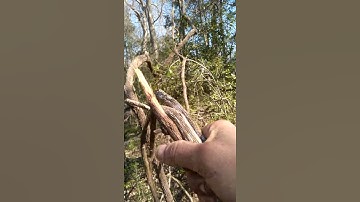 Water From Grape Vines