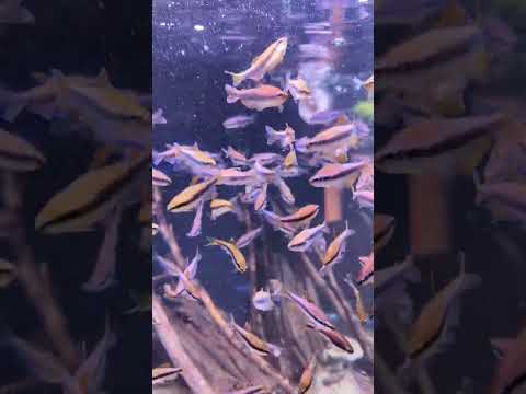 Kerri tetra , Pier Aquatics, tropical fish , aquarium, community fish, shoaling fish , characin