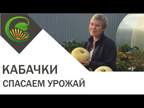 Спасаем урожай. Гусениц яблоневой плодожорки уничтожают. Спасти урожай. Как спасти урожай от града. Схпк первоуральский.