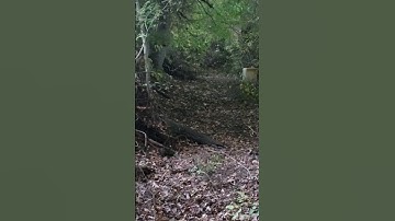 Real life Leprechaun caught on camera PT2