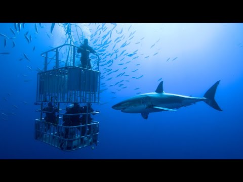 וִידֵאוֹ: 13 דגים מסוכנים וחיות ים שצוללנים חוששים בדרך כלל