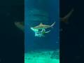 Mermaid doing a backflip 🌪️🦈 #mermaid #shark #mermaidtail #ocean #dive #sharktank #siren