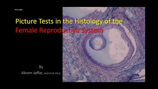 Picture tests in histology reproductive system - female