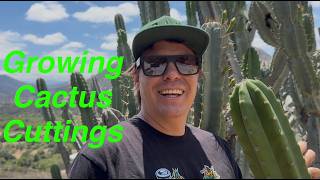 Growing Cactus Cuttings