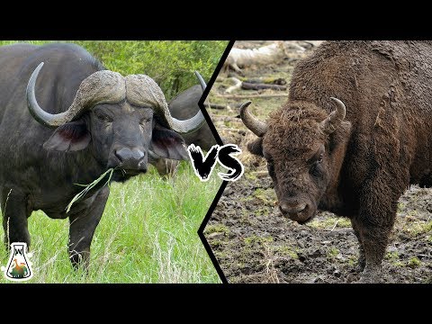 Video: Verschil Tussen Amerikaanse Bizons En Buffels